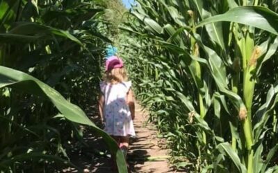 MAIZE MAZE