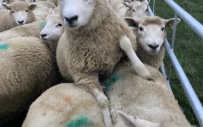 Sheep Farming